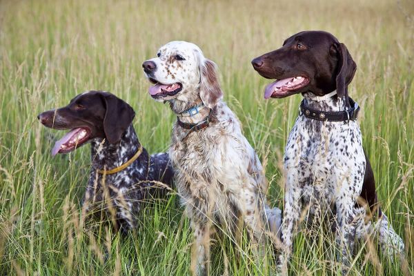 Hundejob – Jagdhund
