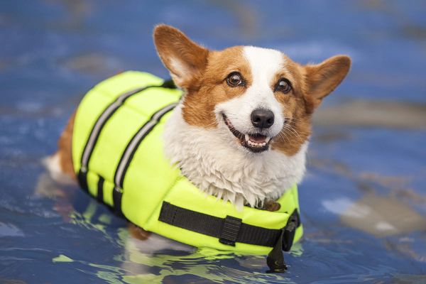 Von wasserscheu zu Wasserratte - Hund mit Schwimmweste
