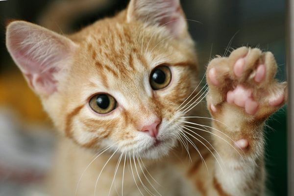 Sanfte Pfoten & scharfe Krallen - Warum sie die Katzen zu effektiven Jägern machen