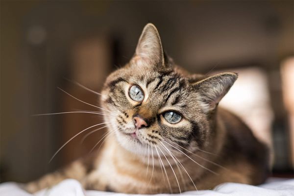 Seniorkatzen - Alterserscheinungen und mögliche Unterstützung