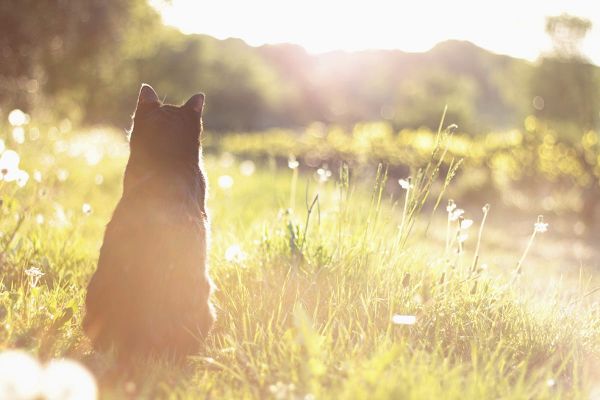 Exzellenter Orientierungssinn - Das Revier einer Katze