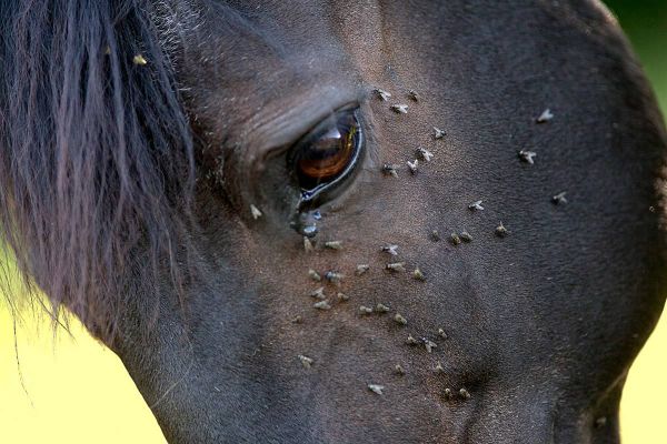 Gereizte Augen bei Pferden - Insektenbefall durch Fliegen