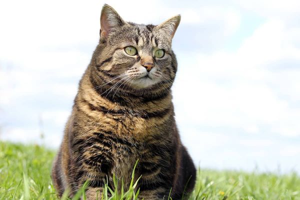 Übergewicht oder Fettleibigkeit bei Katzen - wenn Stubentiger auf Diät müssen