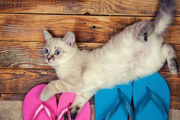 Mit der Katze in den Urlaub verreisen oder zum Tierarzt mitnehmen