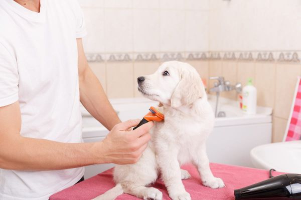 Haarlinge bei Hunden - Behandlung bei Haarlingsbefall