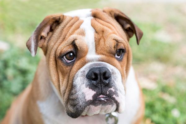 Gereizte und tränende Augen bei Hunden - Häufig betroffene Rassen