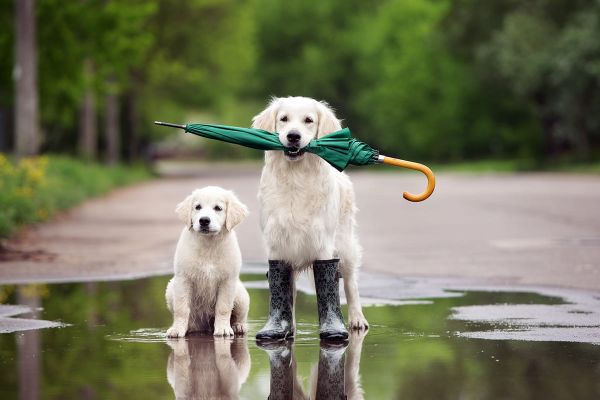Gassi gehen im Dunkeln: Sicherheit für Hund und Halter