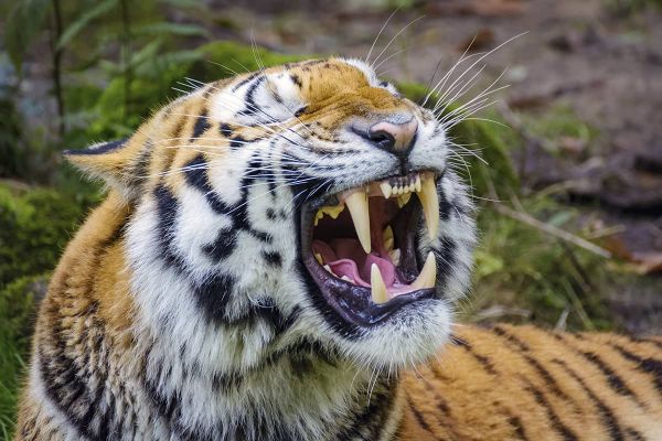 Die Schnurrhaare (Vibrissen) - Tiger mit langen Schnurrhaaren