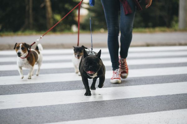Wo Hunde sich am wohlsten fühlen - Stadt oder Land