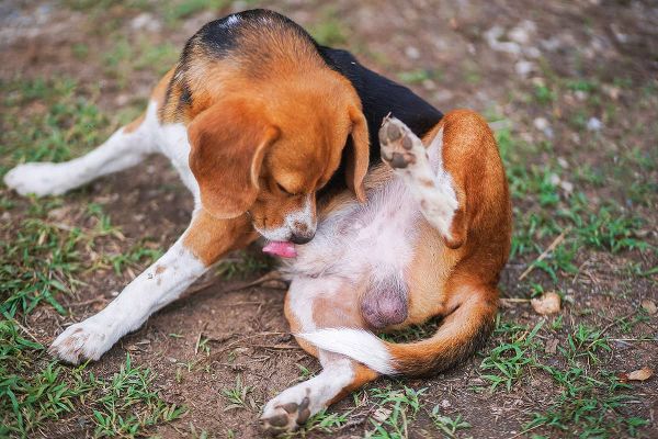 Präputialkatarrh bei Hunden