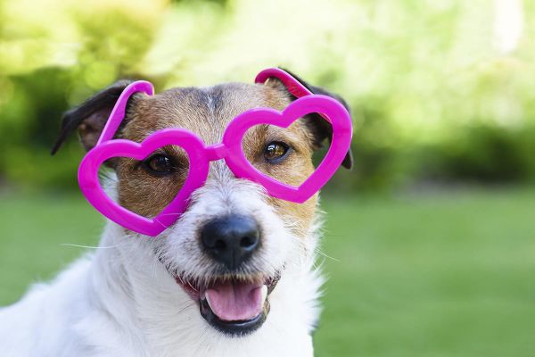 Der Flirtfaktor Hund - Ihr Vierbeiner als Liebesbote