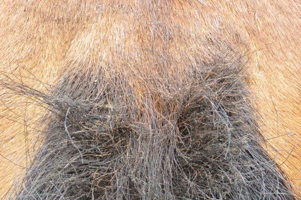 Sommerekzem bei Pferden - Culicoides-Mückenstiche als Auslöser