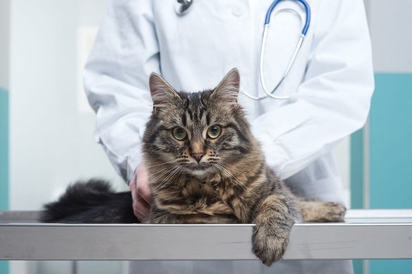 Haarlinge bei Katzen - Behandlung bei Haarlingsbefall