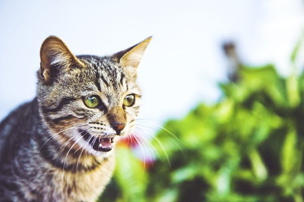 Warum Katzen hecheln - Ursachen und Erklärungen
